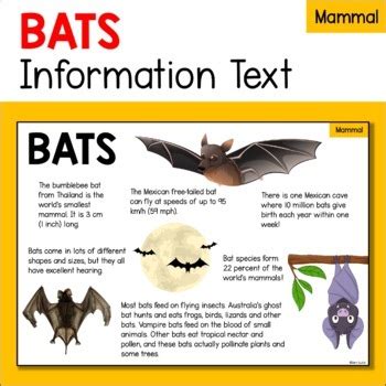 蝙蝠在家門口|蝙蝠資訊站 Bats information about Taiwan